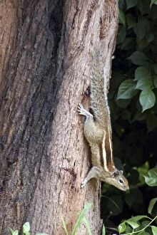 Images Dated 8th July 2007: Palm Squirrel: south India and Sri Lanka