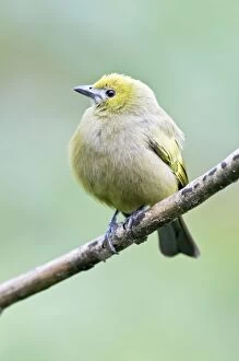 Images Dated 8th December 2008: Palm Tanager - on branch