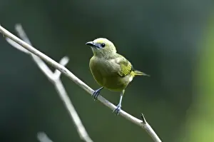 Trinidad Prints: Palm Tanager - on branch - Asa Wright Centre - Trinidad