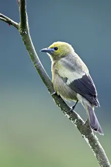 Palm Tanager - on branch - Asa Wright Centre - Trinidad