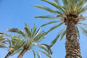 Images Dated 6th August 2021: Palm tree. Cabo San Lucas, Mexico. Date: 10-03-2021