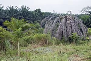 Images Dated 28th May 2010: Palm Tree - poisoned in rainforest replanting project