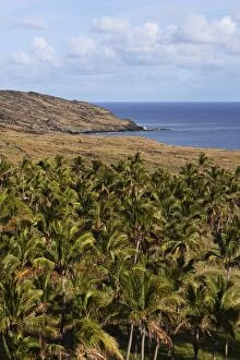 Images Dated 5th November 2004: Palm trees, Anakena Bay, Easter Island (Rapa Nui), Chile