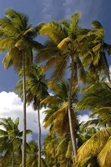 St Lucia Prints: Palm Trees - Group of palm trees on Marigot Bay. St. Lucia, Windward Islands