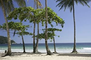 Palm trees on Maracas beach