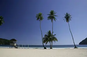 Trinidad Prints: Palm trees on Maracas beach - north coast of Trinidad
