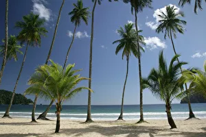 Arty Collection: Palm trees on Maracas beach - north coast of Trinidad