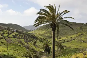 Canary Islands Prints: Palm Trees on mountainous route from Playa de Santiago to Valle Gran Rey. January