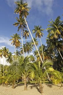 Images Dated 19th February 2011: Palm Trees - on sandy beach
