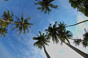 Images Dated 23rd June 2005: Palm trees - view looking up at sky - Malaysia