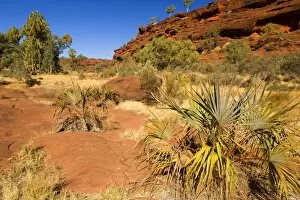 Palm Valley - dispersed Red Cabbage Palms, also called Livistonia Palms growing in the rocky terrain of the Finke Gorge