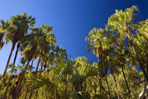 Palm Valley - grove of Red Cabbage Palms, also called Livistonia Palms growing in the rocky terrain of the Finke Gorge. The bright green of the palms is constrasting nicely with the deep blue sky - Palm Valley, Finke Gorge National Park