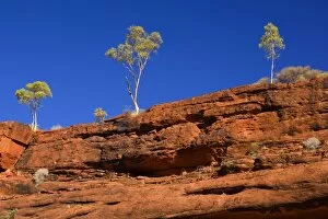 Palm Valley Rim - rim of Finke Gorge decorated with small gum trees along the edge