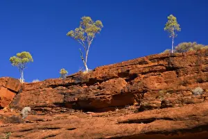 Gums Prints: Palm Valley Rim - rim of Finke Gorge decorated with small gum trees along the edge