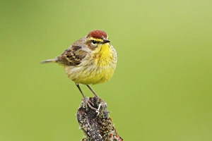 Images Dated 12th June 2006: Palm Warbler