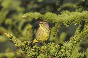 Palm Warbler - adult on breeding territory perched in spruce