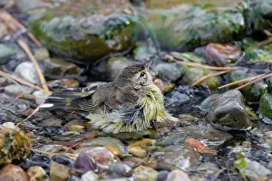 World Prints: Palm Warbler (Setophaga palmarum) bathing Marion County, Illinois. Date: 10-10-2020