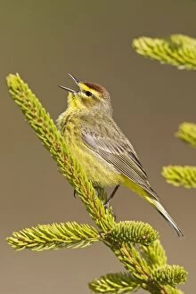 Images Dated 25th May 2008: Palm Warbler - Singing