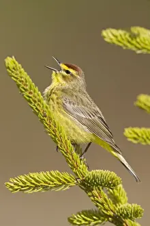 Dendroica Prints: Palm Warbler - Singing - Maine USA - May
