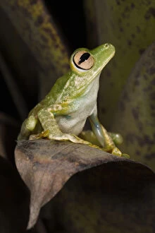Images Dated 27th June 2011: Palmar Treefrog (Hypsiboas pellucens) captive