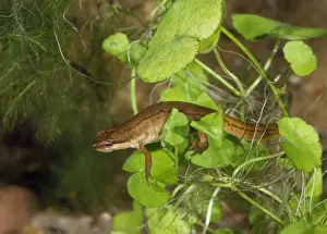 Palmate Newt
