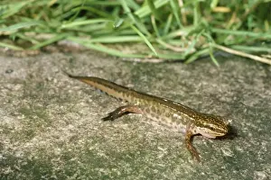 Newt Prints: Palmate Newt - male