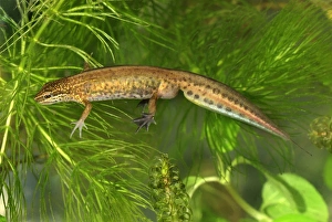 Images Dated 6th May 2007: Palmate Newt - Switzerland