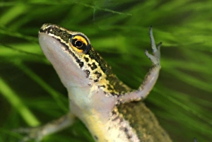 Images Dated 6th May 2007: Palmate Newt - Switzerland