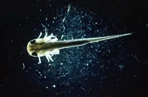 Newt Prints: Palmate Newt - tadpole