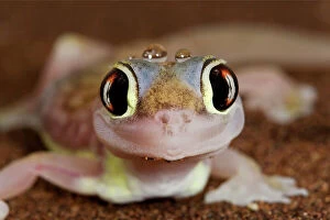 Deserts Gallery: Palmato Gecko - close up of the head with water droplets