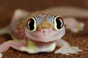 Images Dated 16th July 2009: Palmato Gecko - close up of the head with water droplets - Namib Desert - Namibia - Africa