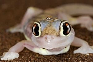 Images Dated 16th July 2009: Palmato Gecko - close up of the head with water droplets - Namib Desert - Namibia - Africa