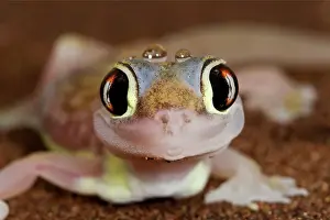 Deserts Prints: Palmato Gecko - close up of the head with water droplets - Namib Desert - Namibia - Africa