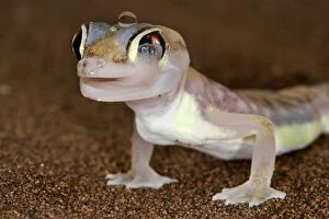 Images Dated 16th July 2009: Palmato Gecko - licking its eye - Namib Desert - Namibia - Africa