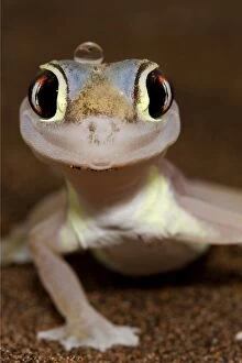 Images Dated 16th July 2009: Palmato Gecko - Namib Desert - Namibia - Africa