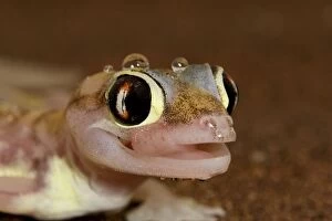 Images Dated 16th July 2009: Palmato Gecko - tongue protruding to lick water droplets - Namib Desert - Namibia - Africa