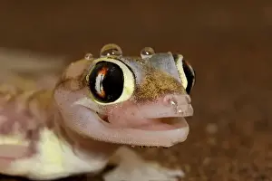 Licking Prints: Palmato Gecko - tongue protruding to lick water droplets - Namib Desert - Namibia - Africa