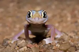 Palmato Gecko / Web-footed Gecko Frontal portrait. Namib Desert, Namibia, Africa