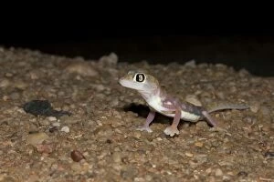 Palmato Gecko / Web-footed Gecko - at night in Namib Dune Belt