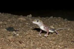 Palmato Gecko / Web-footed Gecko At night in Namib Dune Belt Namib Desert, Namibia, Africa