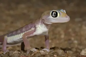 Palmato Gecko / Web-footed Gecko Side portrait Namib Dunes, Namibia, Africa