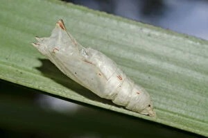Images Dated 2nd September 2020: Palmfly Butterfly chrysalis on leaf - Klungkung, Bali, Indonesia Date: 28-Aug-20