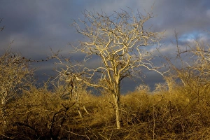 Images Dated 17th November 2007: Palo Santo forest (Bursera graveolens) on Floreana, Galapagos