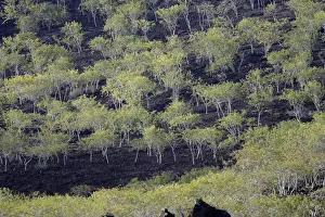 Palo Santo / Holy Wood - in Floreana island. Galapagos Fam: Burseraceae
