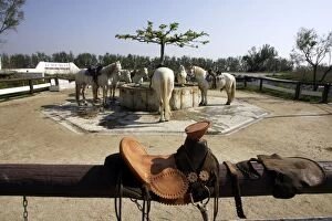 Palomino Camargue Boumian Horses - at central drinking trough