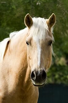 Images Dated 28th April 2011: Palomino Horse