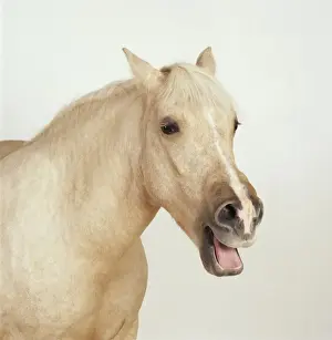 Palomino Prints: Palomino Horse JD 15999 © John Daniels / ARDEA LONDON