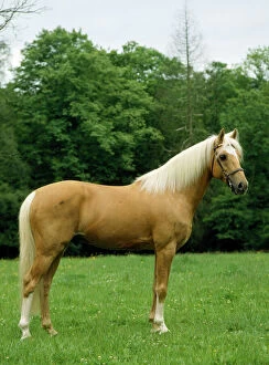 Images Dated 28th August 2007: Palomino Horse - Pony in meadow