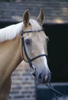 Images Dated 28th August 2007: Palomino Horse - At stables