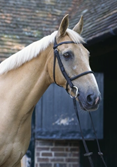 Images Dated 28th August 2007: Palomino Horse - At stables